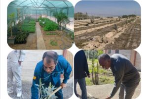 کاشت نهال در مناطق عملیاتی